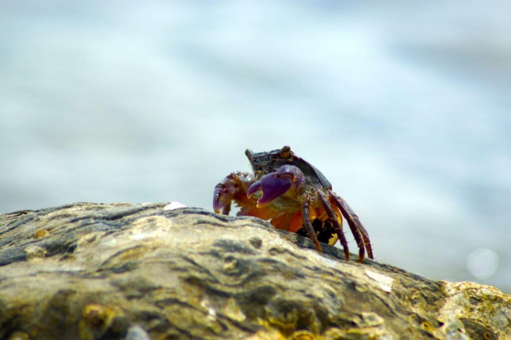 krab tęczowy kamień
