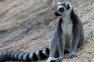 lemur katta