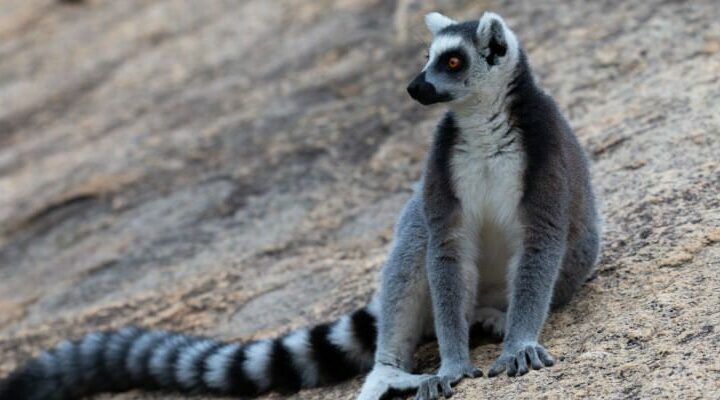 lemur katta