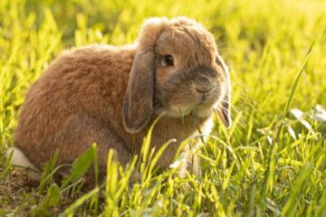 mini lop