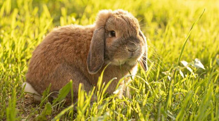 mini lop