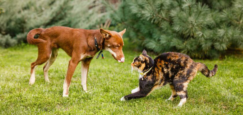 owczarek australijski kelpie z kotem na trawie