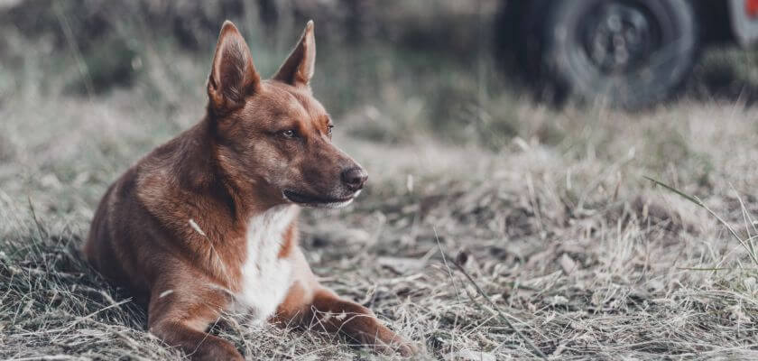 owczarek australijski kelpie leży na trawie