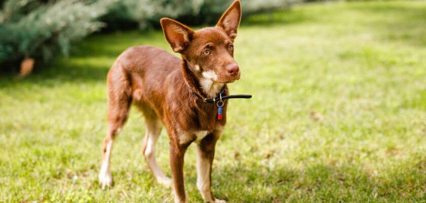 owczarek australijski kelpie stoi na trawie