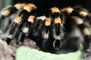 tarantula