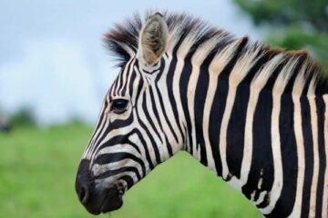 zebra