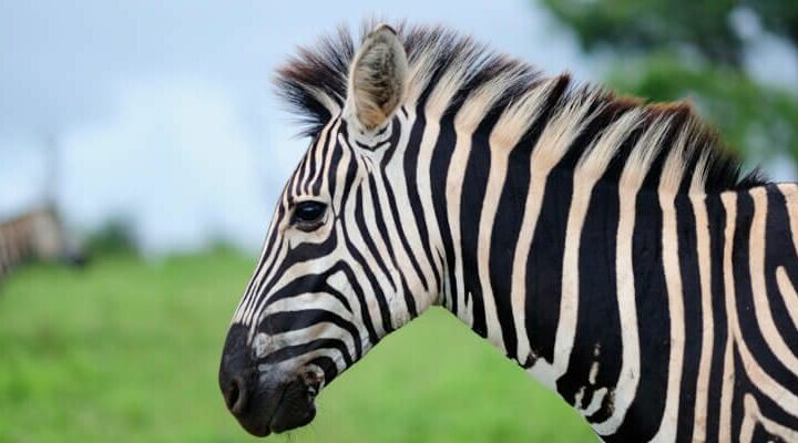 zebra