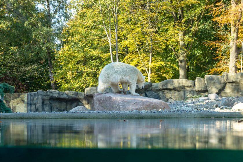 Zoo Rostock zwierzęta 1