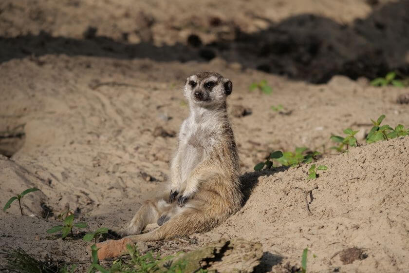 Zoo Rostock surykatka