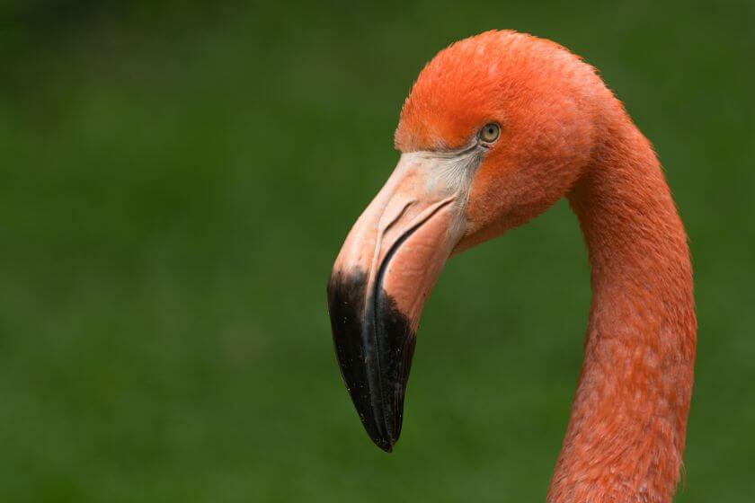 Zoo Rostock flaming