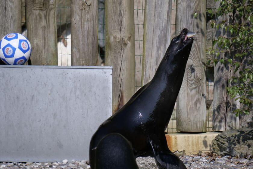 Zoo Rostock dzikie zwierzęta