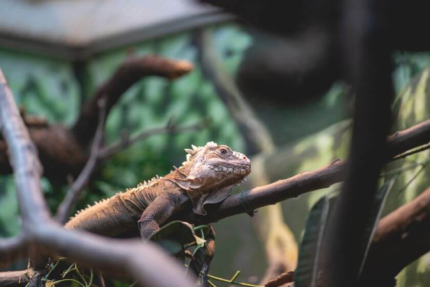 Zoo Rotterdam jaszczurka