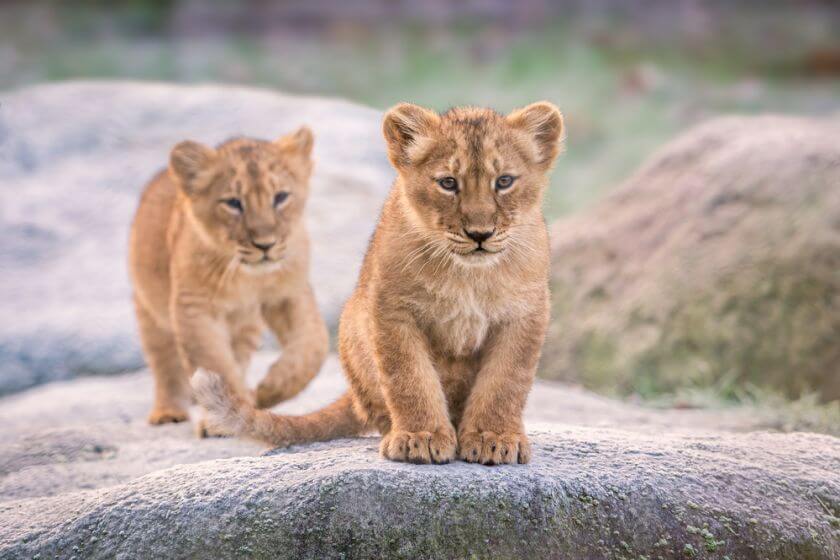 Zoo Rotterdam lwy