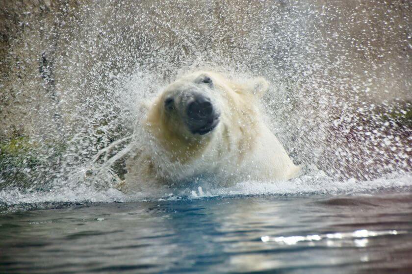 Zoo Rotterdam niedźwiedź polarny