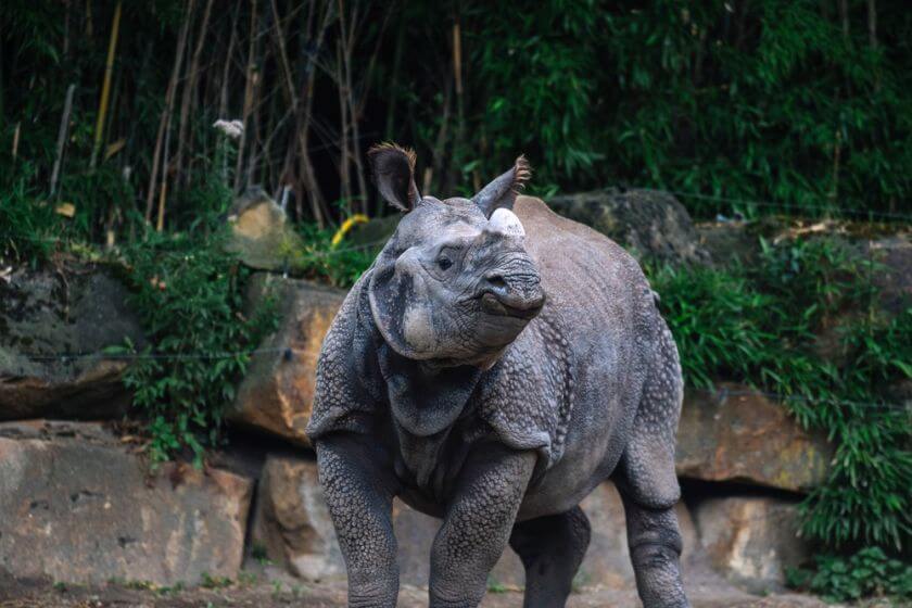 Zoo Rotterdam nosorożec