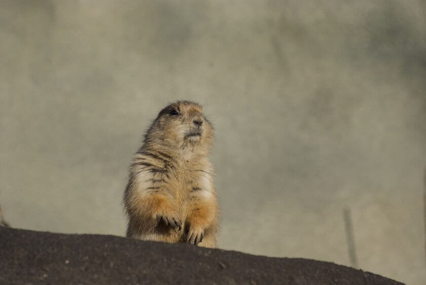 Zoo Rotterdam piesek preriowy