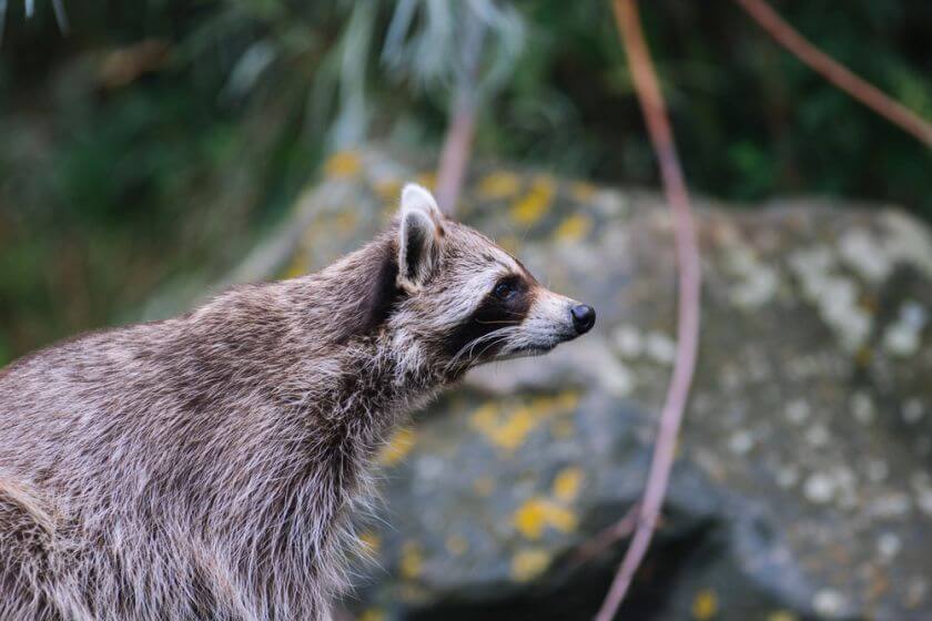 Zoo Rotterdam szop