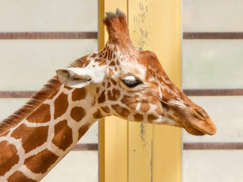 Zoo Rotterdam żyrafa