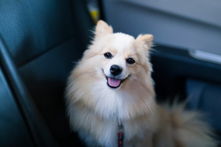 23168596 dog in car