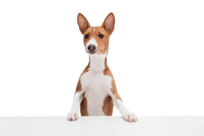 Basenji oparty o blat