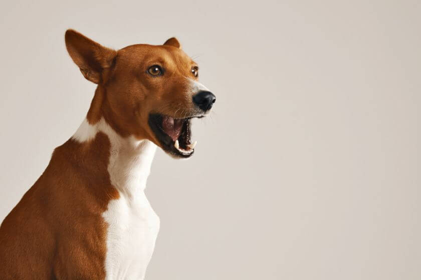 Basenji jodłuje