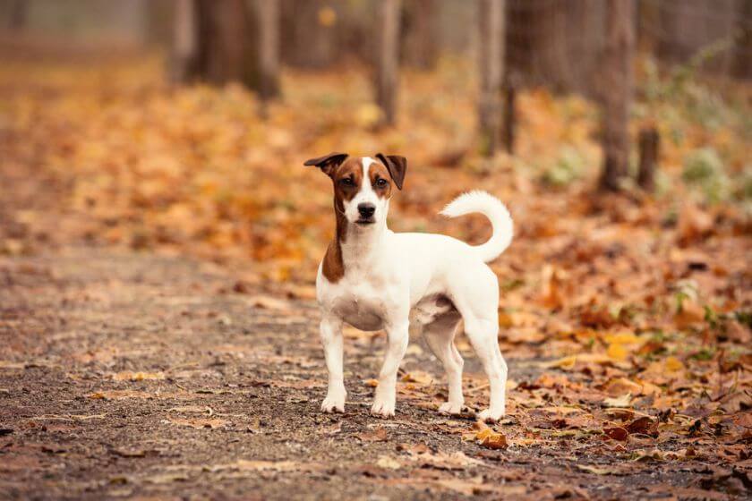 Jack russell terier stoi w lesie