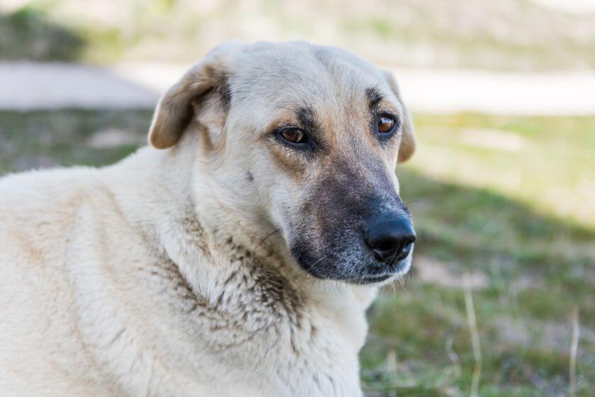 Kangal leży