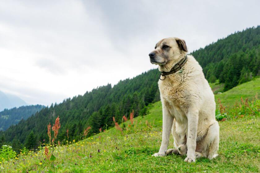 Kangal na łące