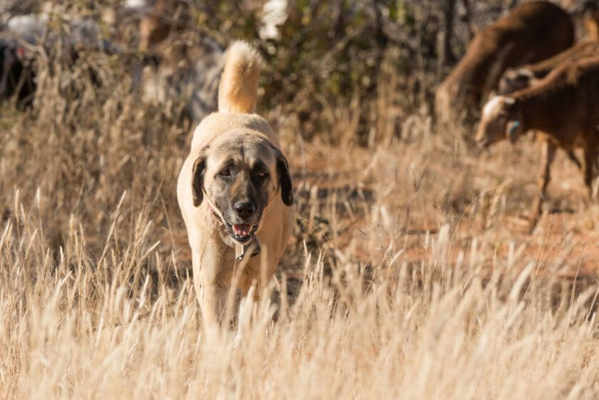 Kangal na polu