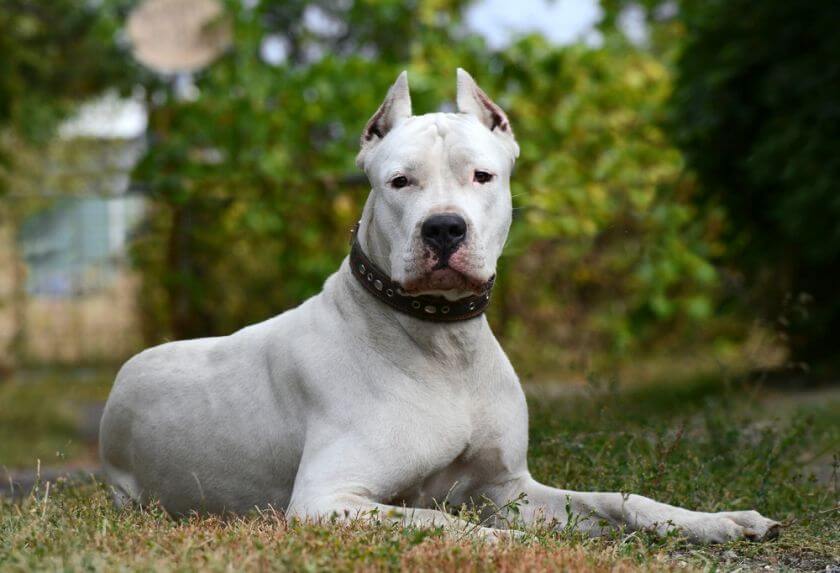 dog argentyński leżący na trawie