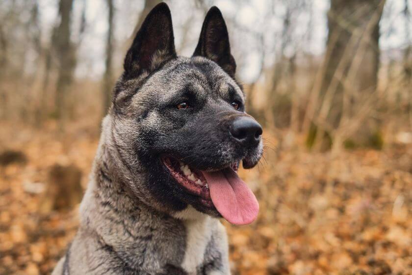 akita amerykańska w parku