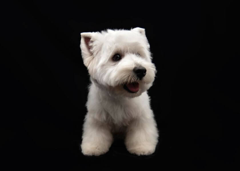 west highland white terrier na czarnym tle