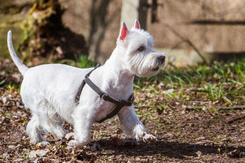 west highland white terrier na spacerze