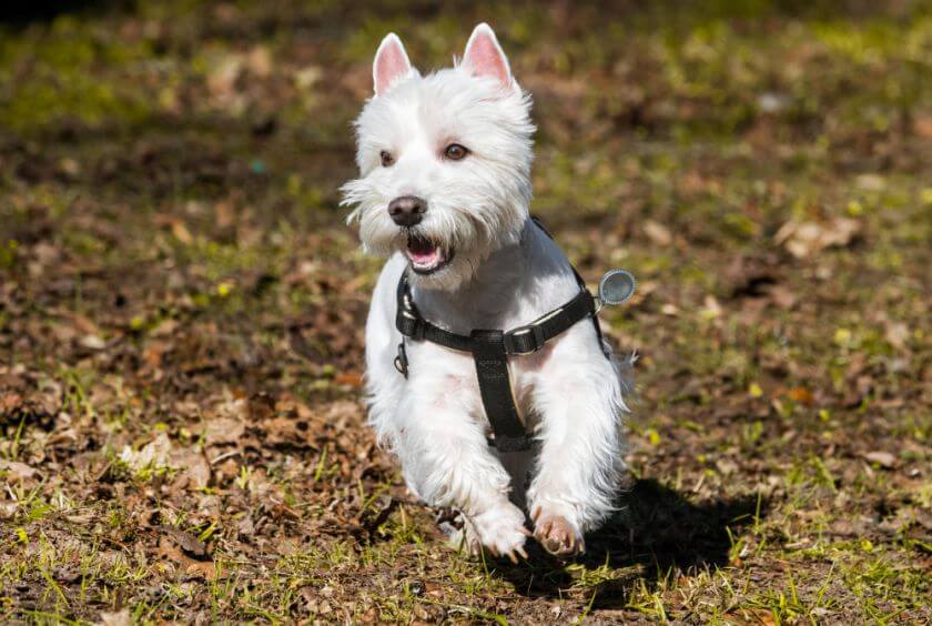 west highland white terrier w szelkach