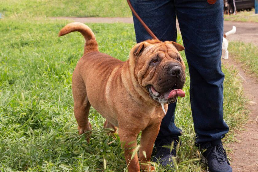 shar pei na spacerze