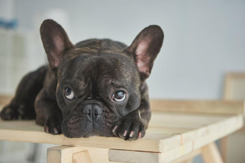 Buldog francuski leży na deskach