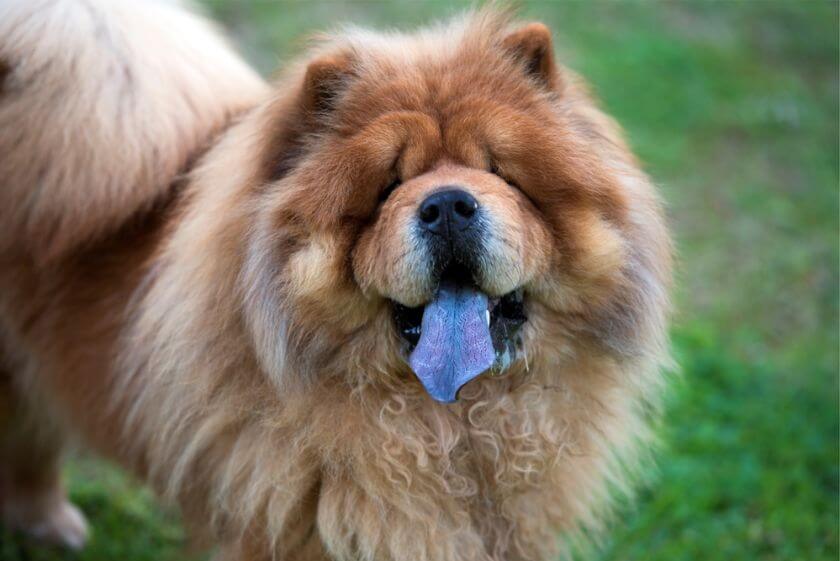 Chow chow na dworze