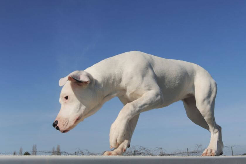 Dog argentyński szczeniak skrada się