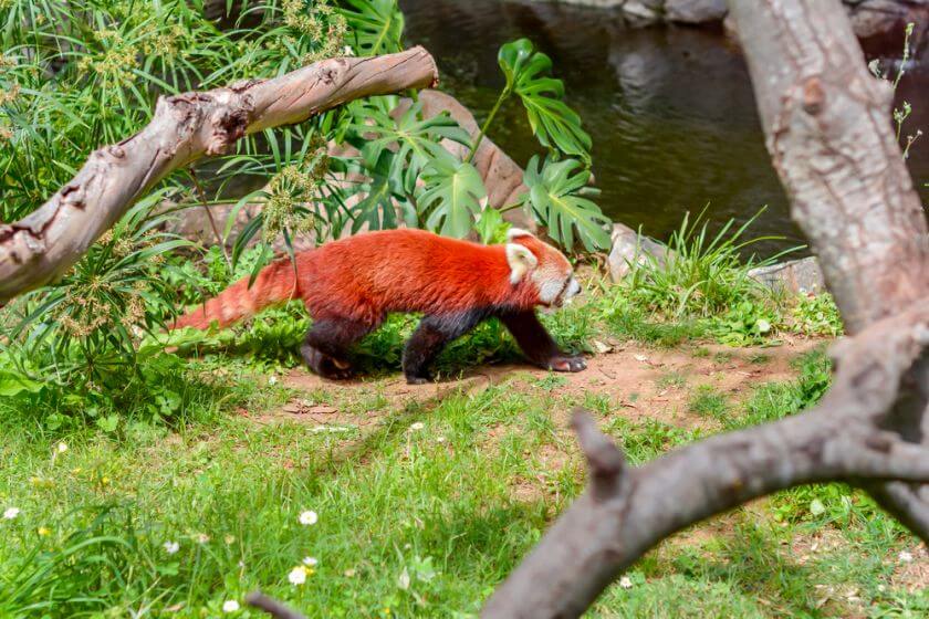 Loro Park czerwona panda