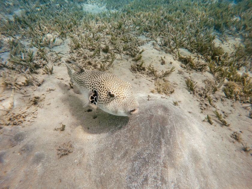 Marsa Alam nurkowanie arotron