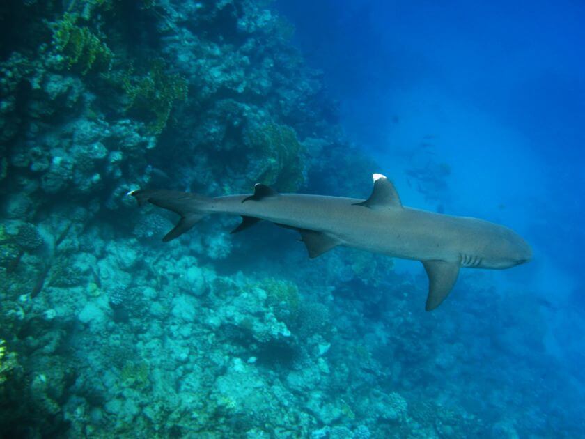 Marsa Alam nurkowanie rekin