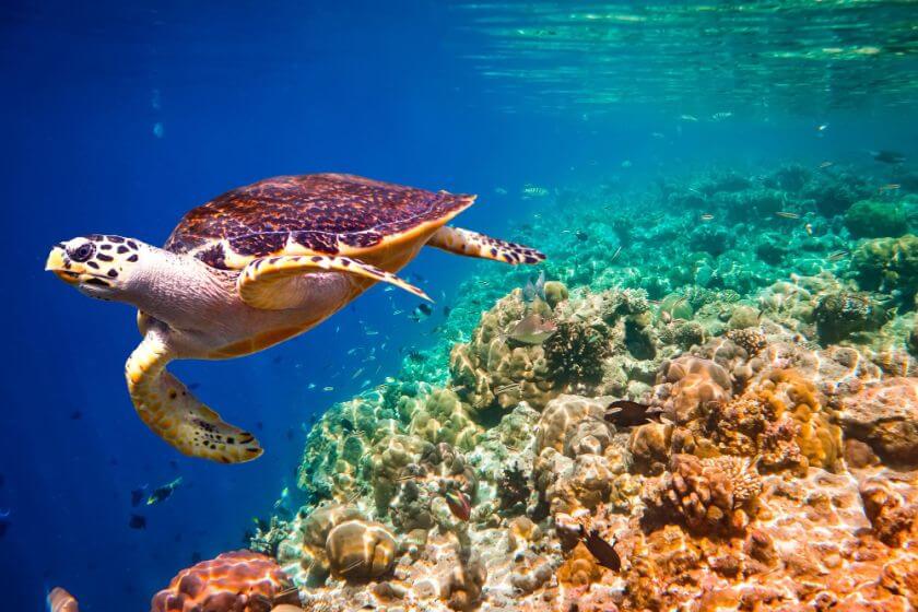 Marsa Alam nurkowanie żółw