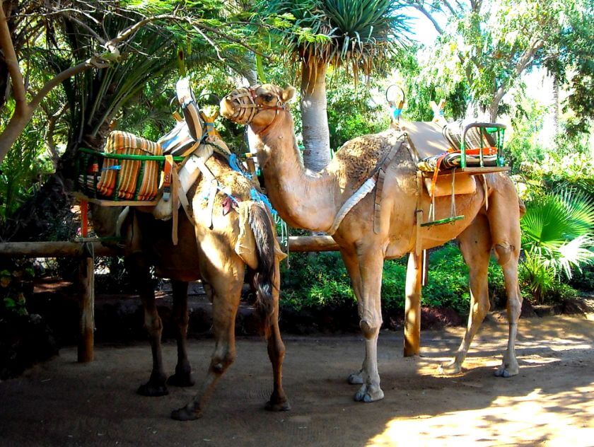 Oasis Park Fuerteventura wielbłąd