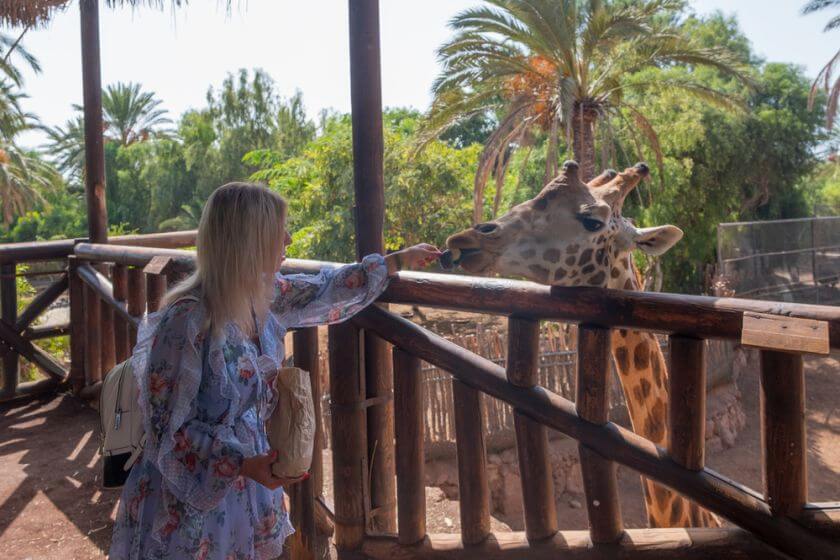 Oasis Park Fuerteventura żyrafa