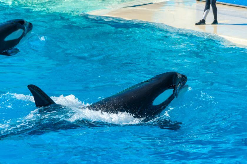 Seaworld orka