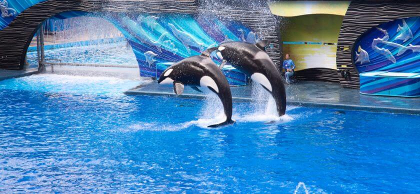 Seaworld orki