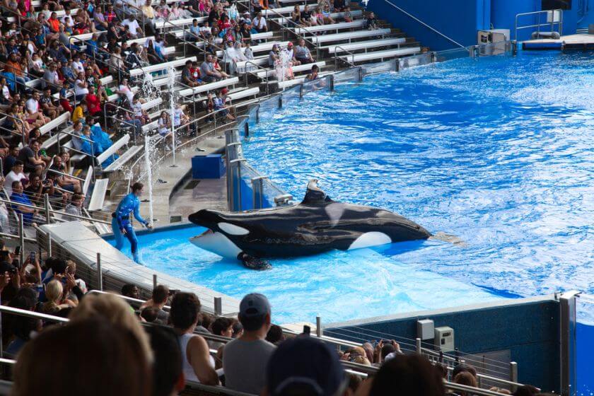 Seaworld pokaz orka