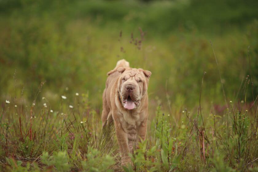 Shar pei na łące