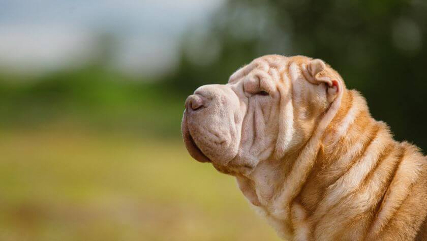 Shar pei z profilu