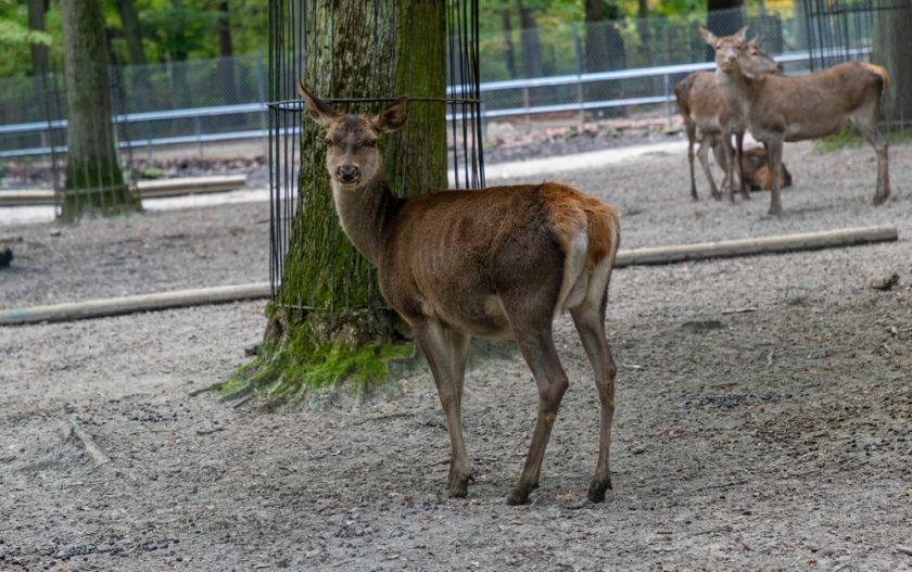 Zoo Kraków Barasinghi